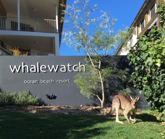 Whale Watch Ocean Beach Resort Point Lookout Exteriér fotografie