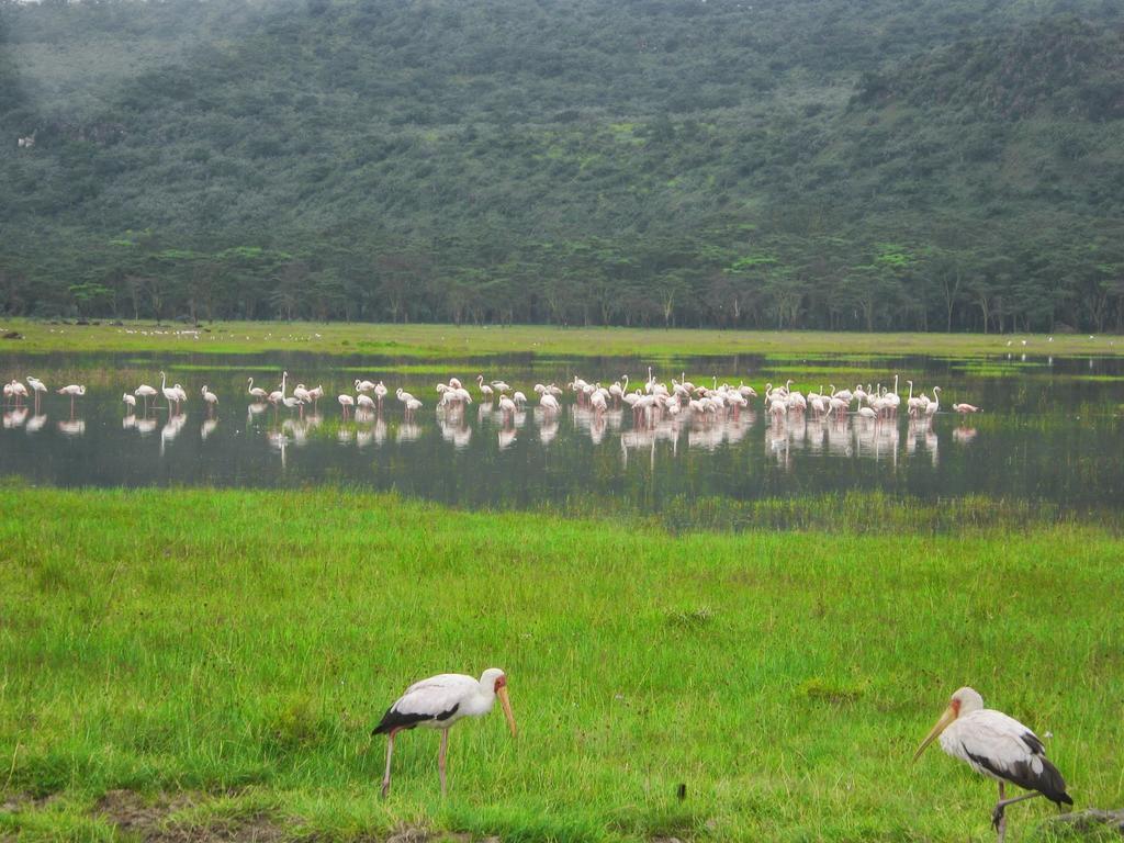 Lake Naivasha Resort Exteriér fotografie