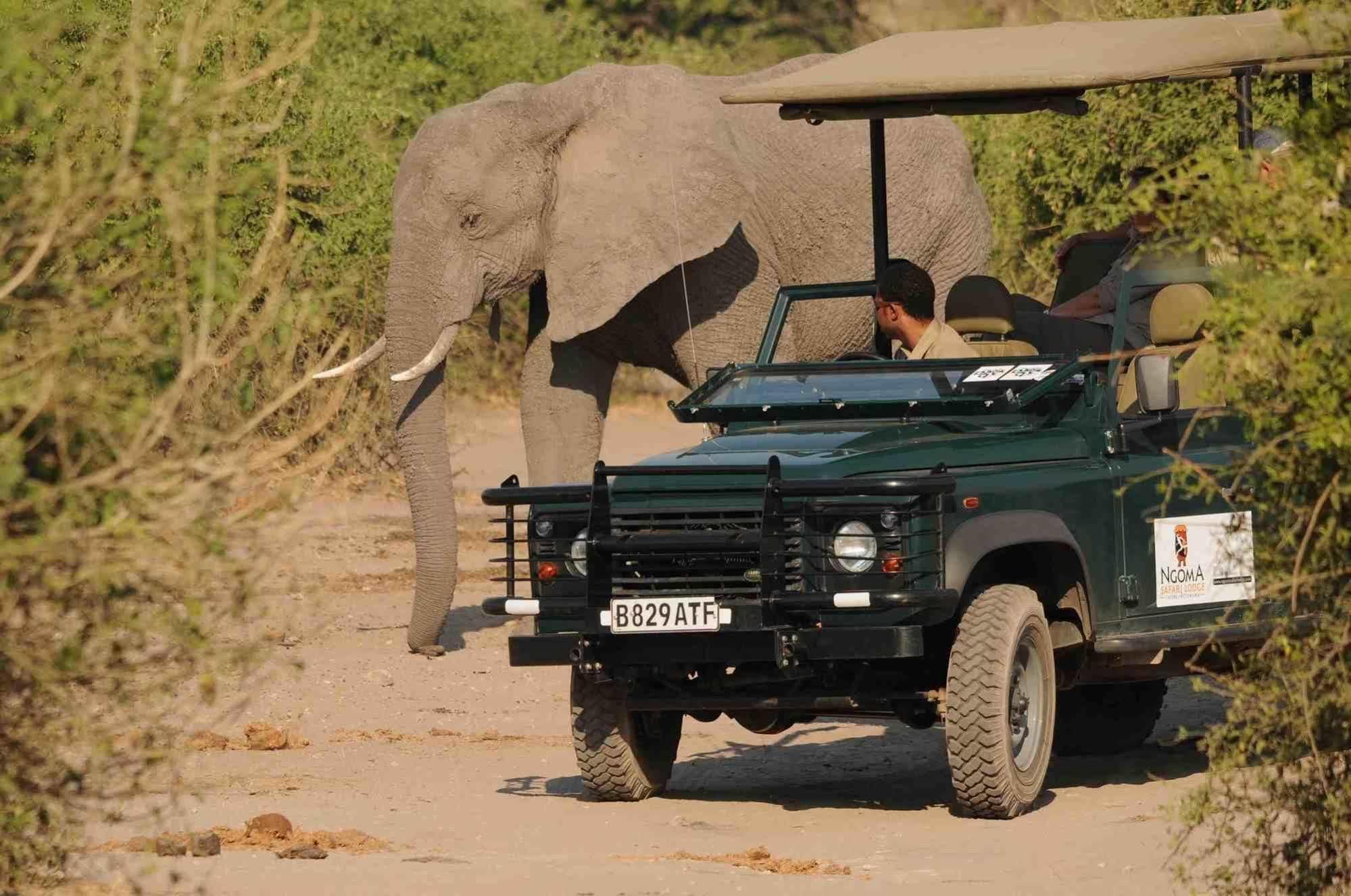 Ngoma Safari Lodge Kavimba Exteriér fotografie