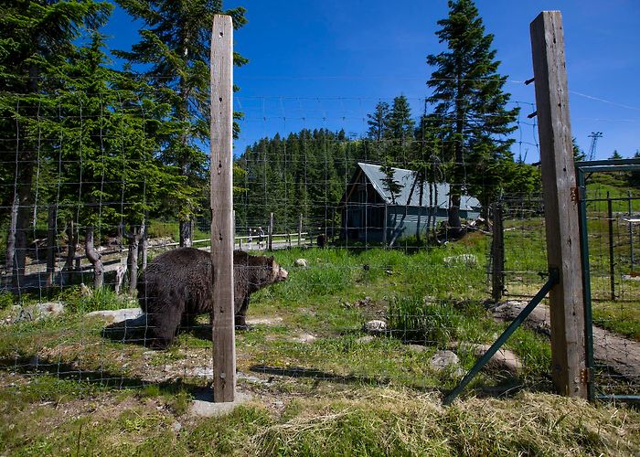 Grouse Mountain photo
