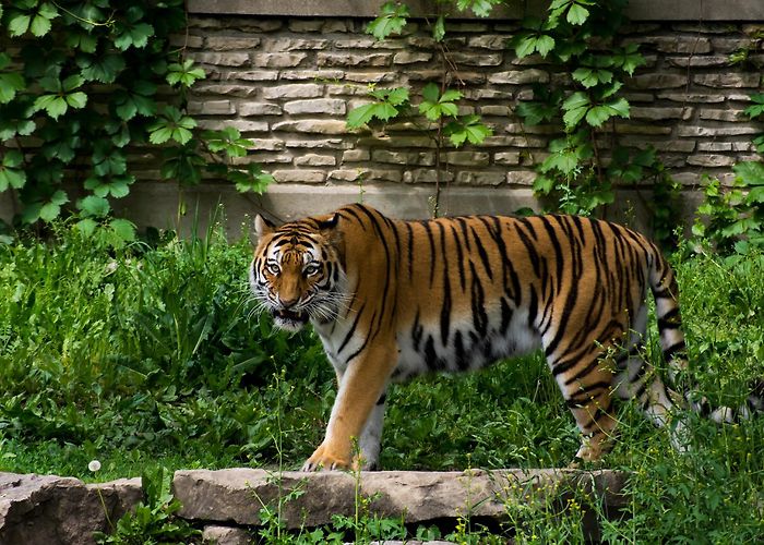 The Buffalo Zoo photo