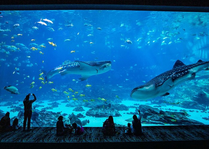 Georgia Aquarium Georgia Aquarium - Get Insider Tips & Ticket Discounts - Discover ... photo