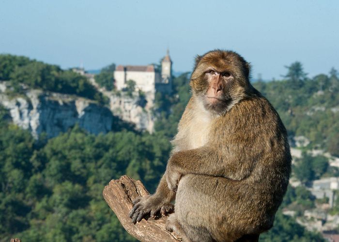 Monkey Forest The Monkey Forest | ROCAMADOUR photo