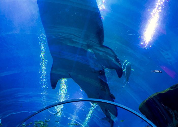 Georgia Aquarium The Georgia Aquarium, Atlanta - Setarra photo