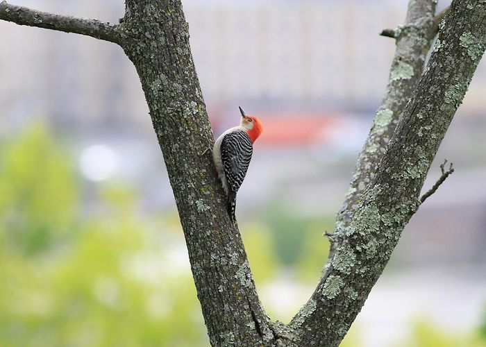 Parc Des Saules Red-bellied Woodpecker - eBird Québec photo
